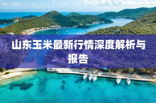 山东玉米最新行情深度解析与报告
