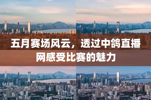 五月赛场风云，透过中鸽直播网感受比赛的魅力