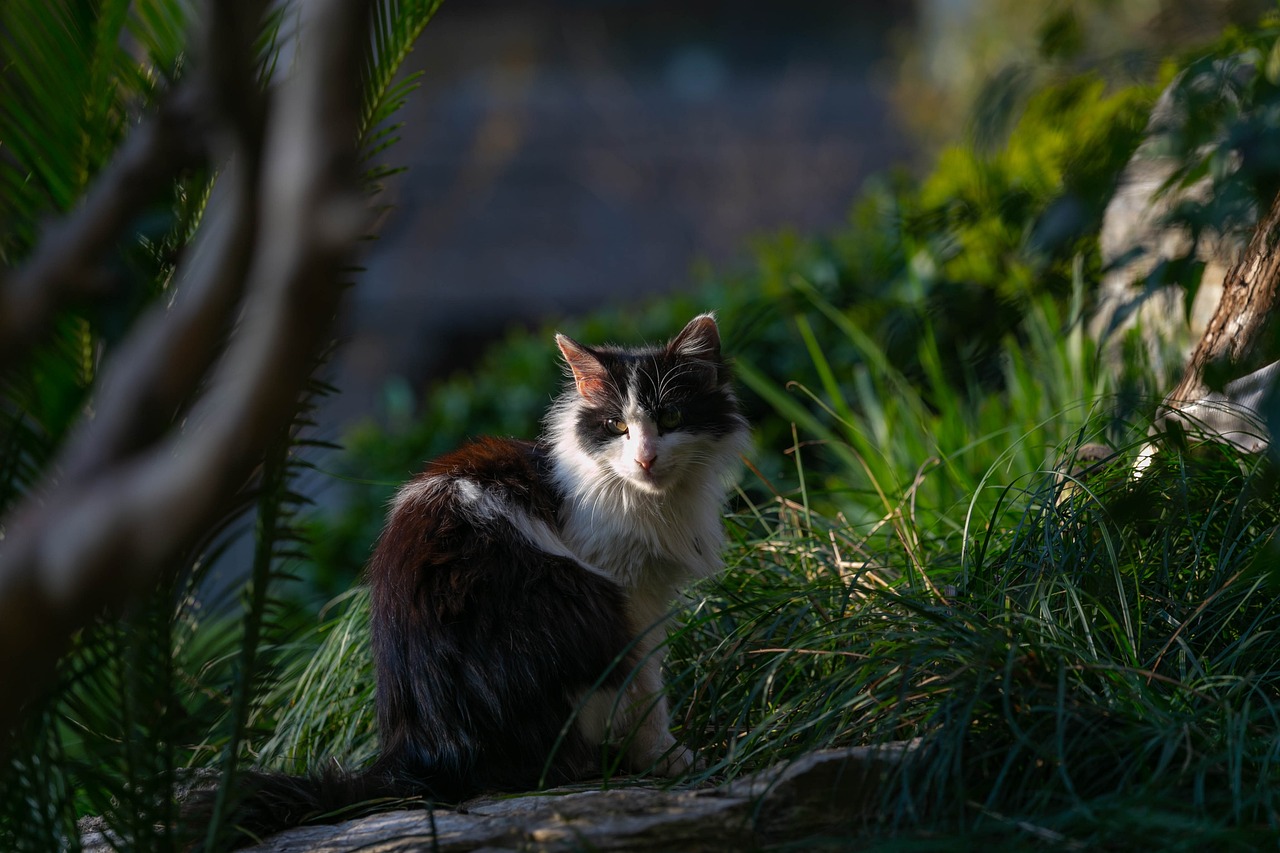 最新猫和老鼠手游，欢乐互动对决开启！