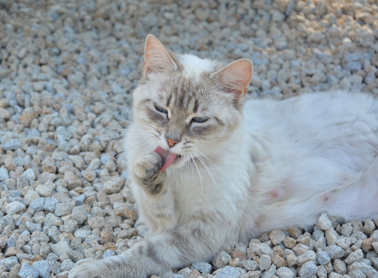 探索最新猫咪品种，揭开猫界新星神秘面纱