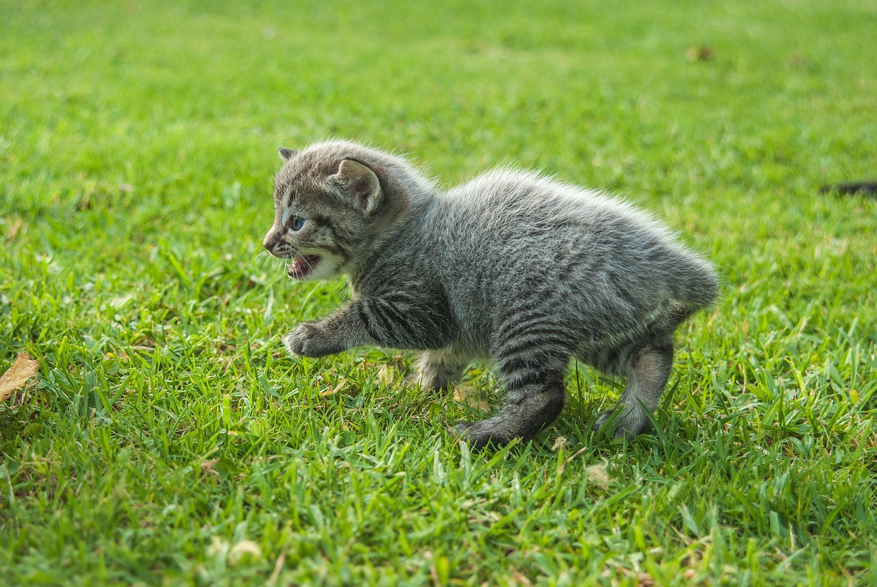 探索猫咪文化全新领域，猫咪最新版域