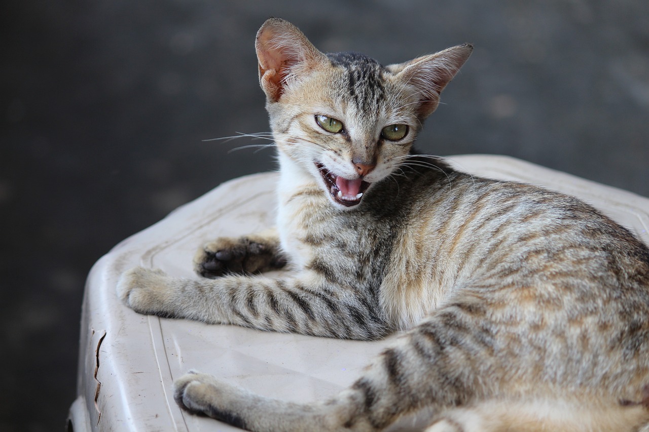 上海最新寻猫启事，寻找失踪猫咪的重要信息