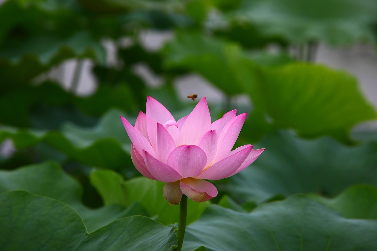 最新早安祝福图片，温馨开启美好一天