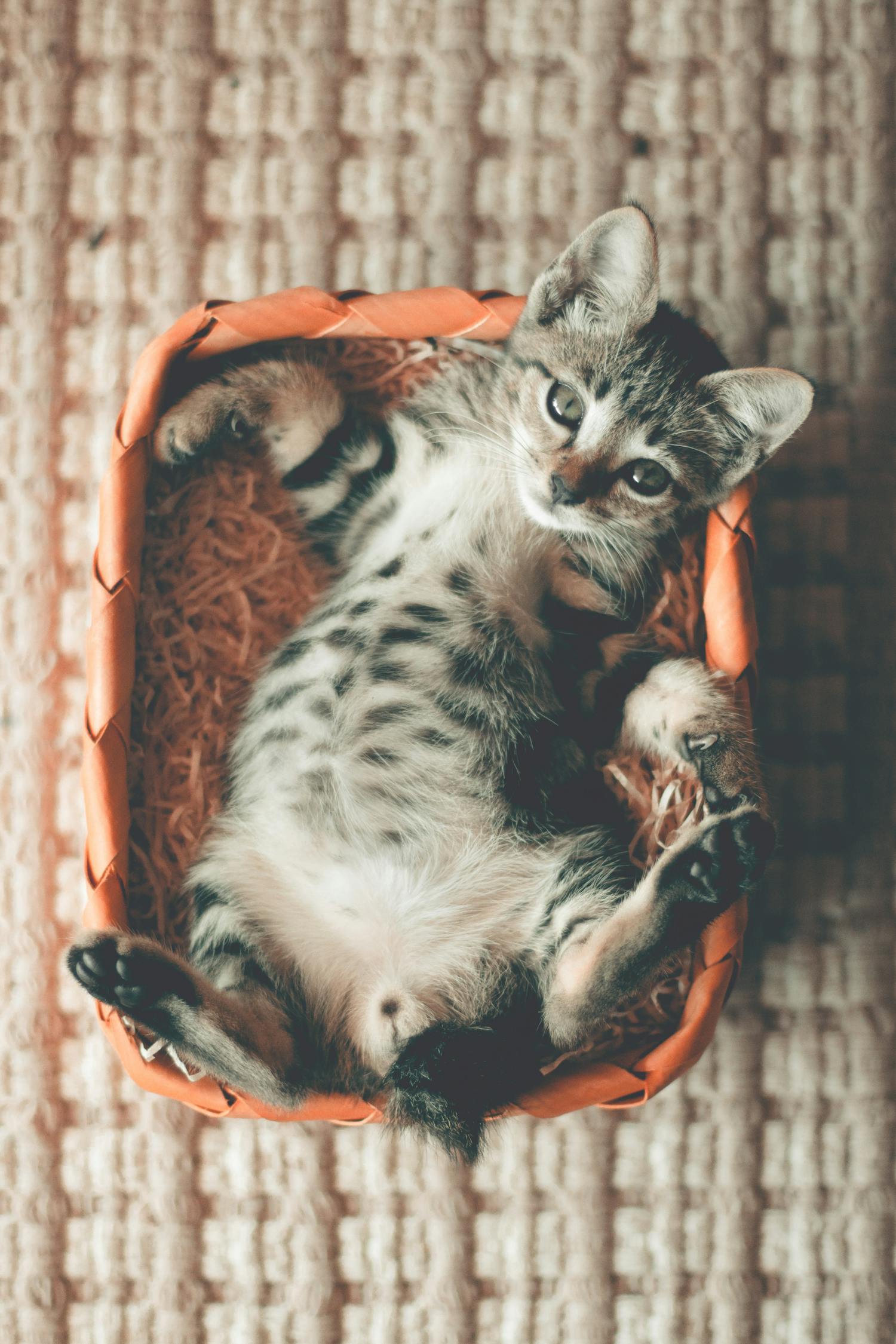 最新小猫猫咪的魅力世界探索