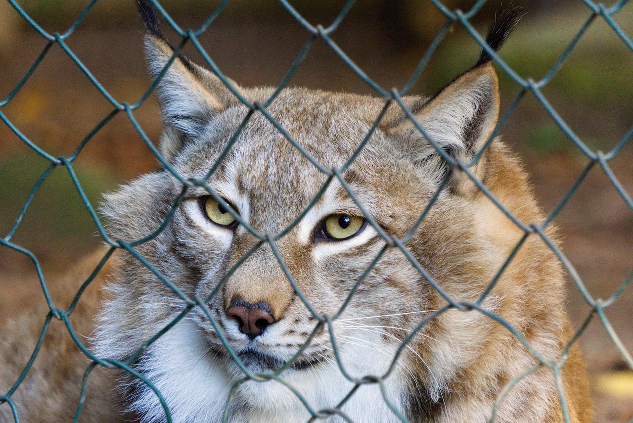 猫咪网站最新破解版探索与解析指南