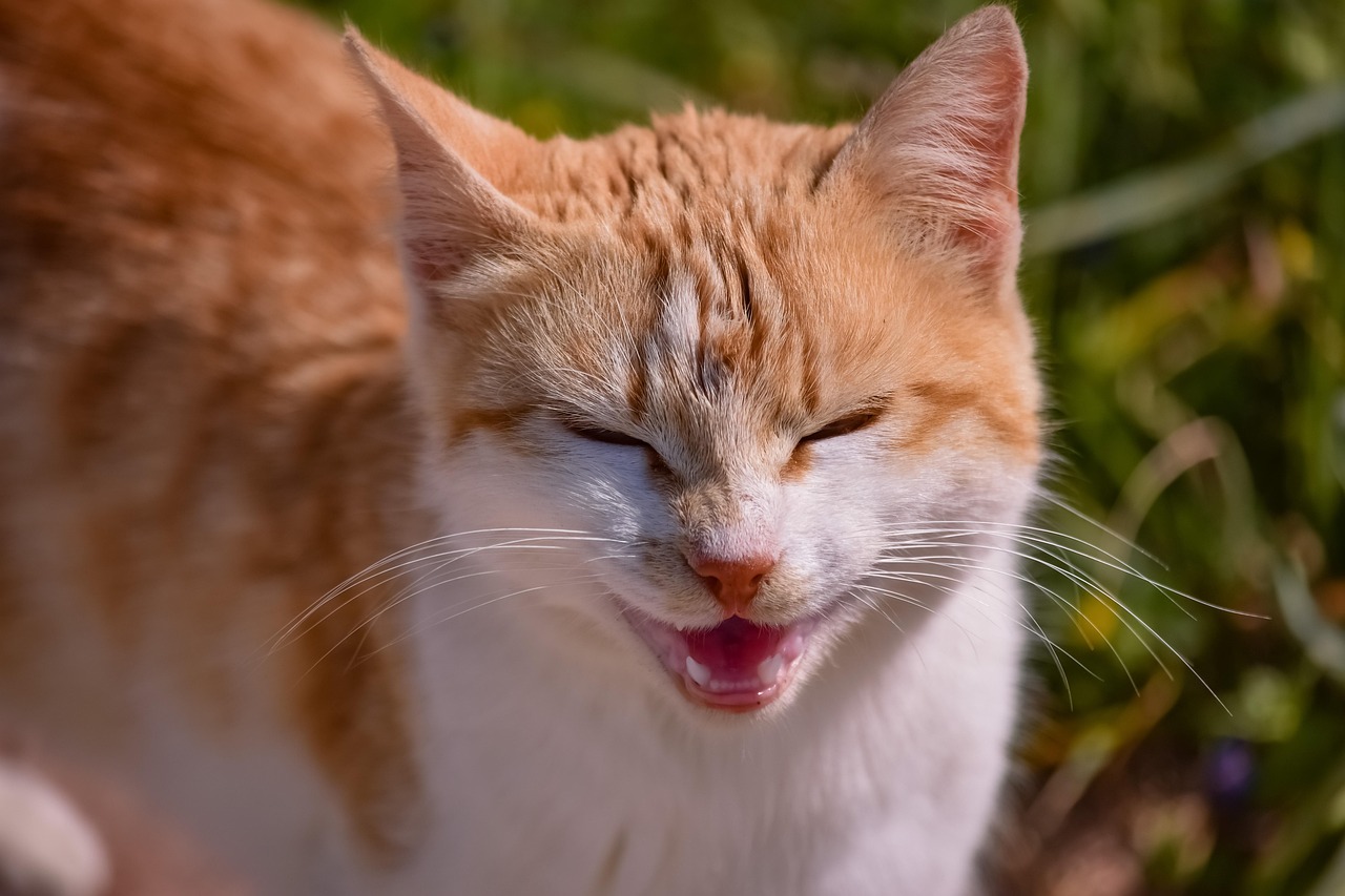 最新可爱猫咪表情包大放送，萌到融化你的心！