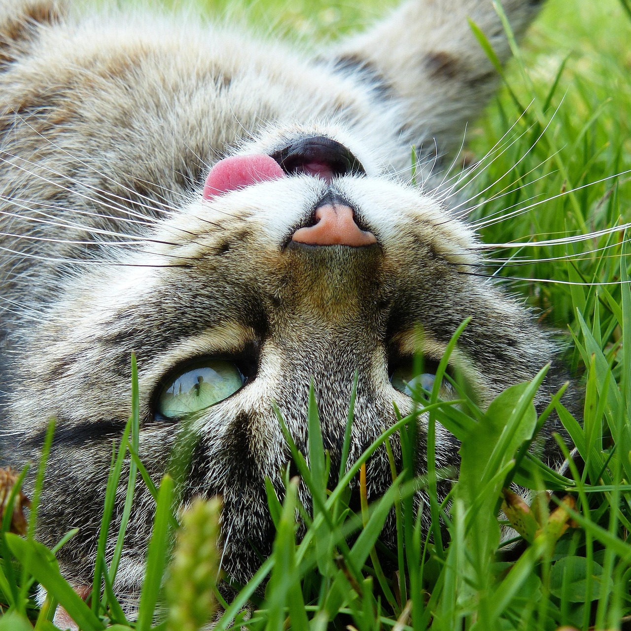 猫咪视频最新版破解，探索与分享的乐趣