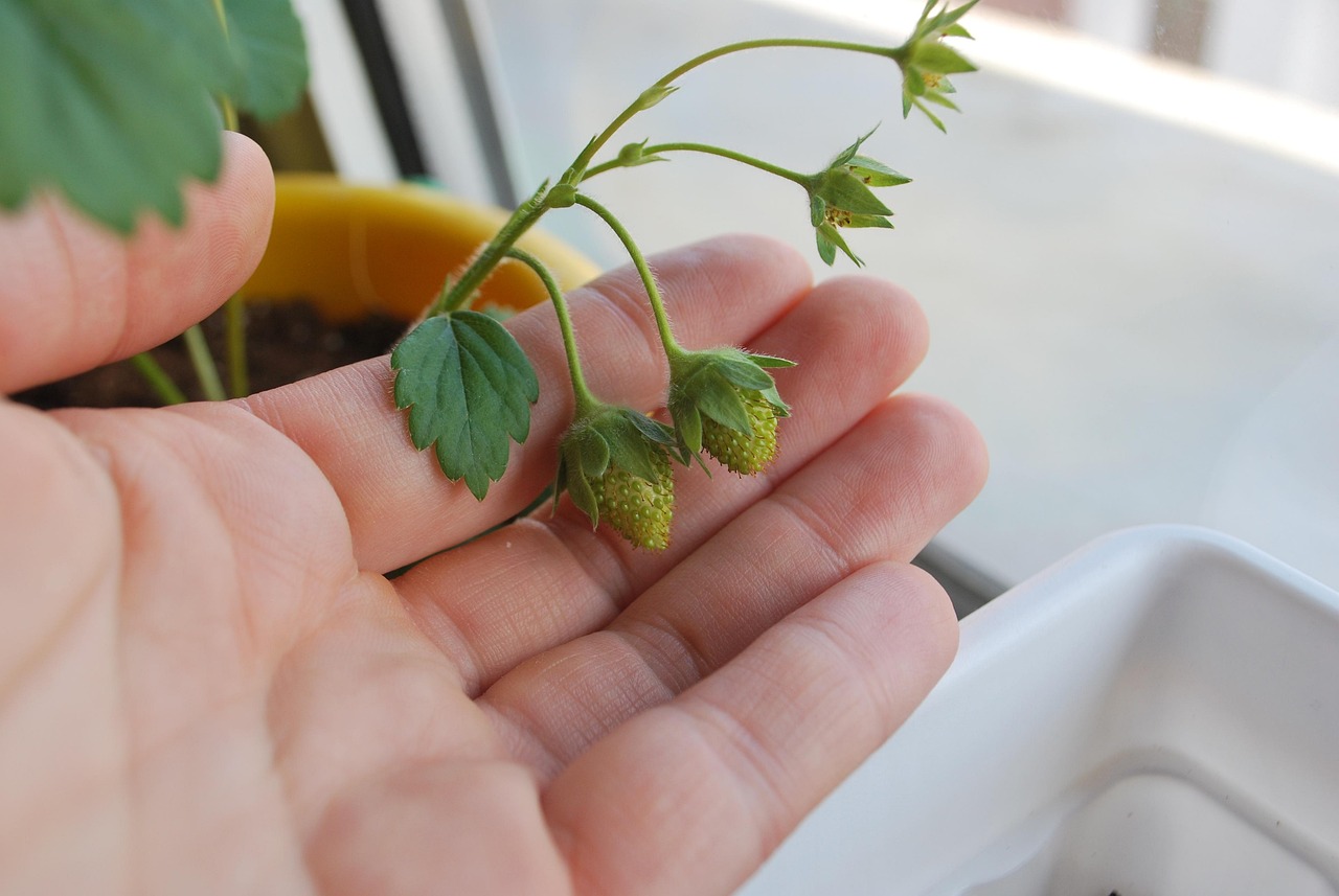 水培花生芽最新技术，引领绿色农业新潮流，开启健康饮食新时代