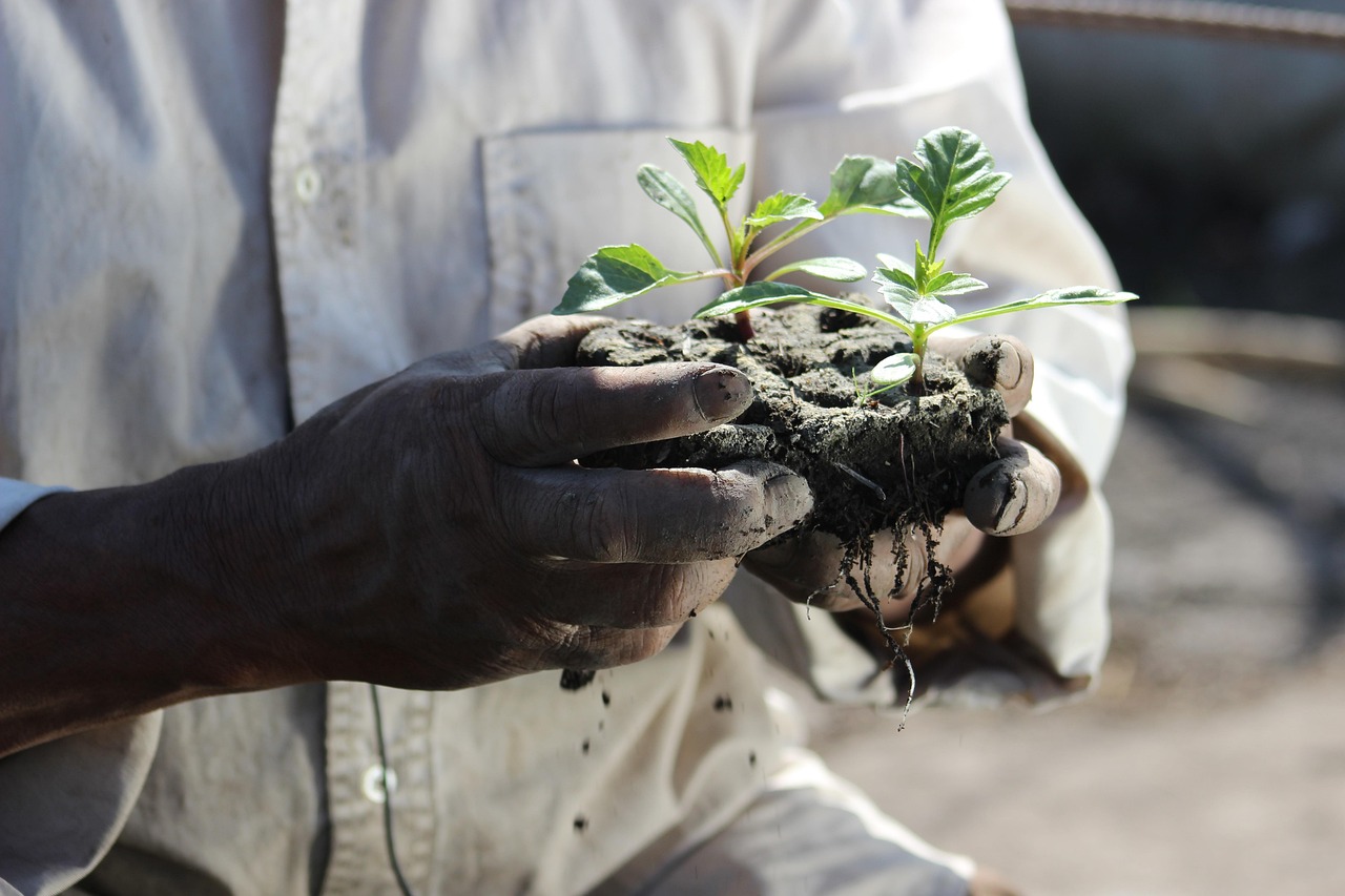 植物大战僵尸二游戏最新动态与深度解析揭秘揭秘攻略技巧及更新内容。
