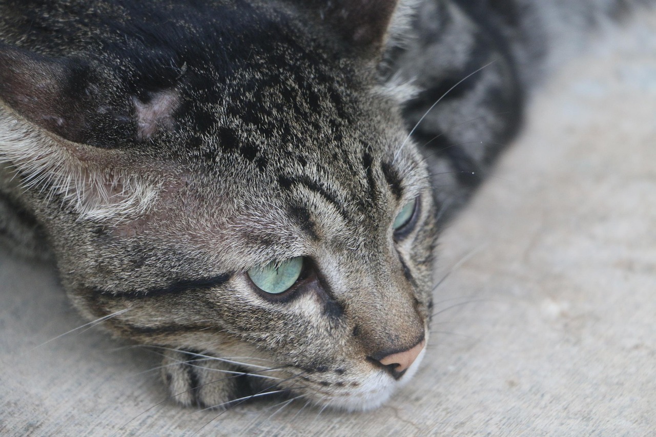 猫咪最新破解版ios，开启宠物世界的极致体验