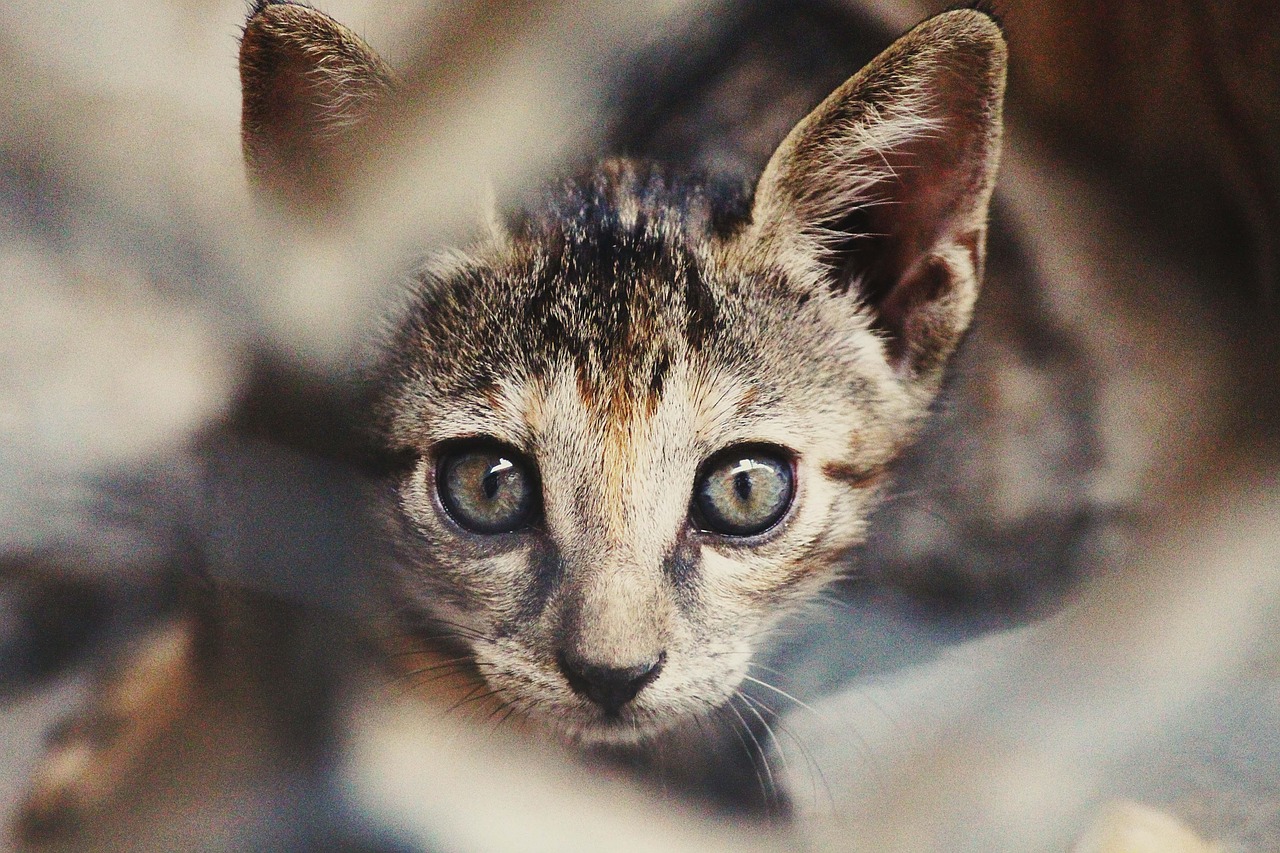 猫展比赛，展现猫咪魅力的精彩盛宴