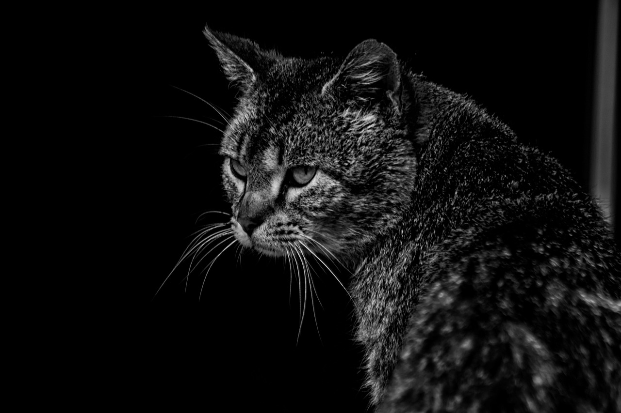 猫咪网站最新动态，探索猫的奇妙世界，全新互动体验等你来享