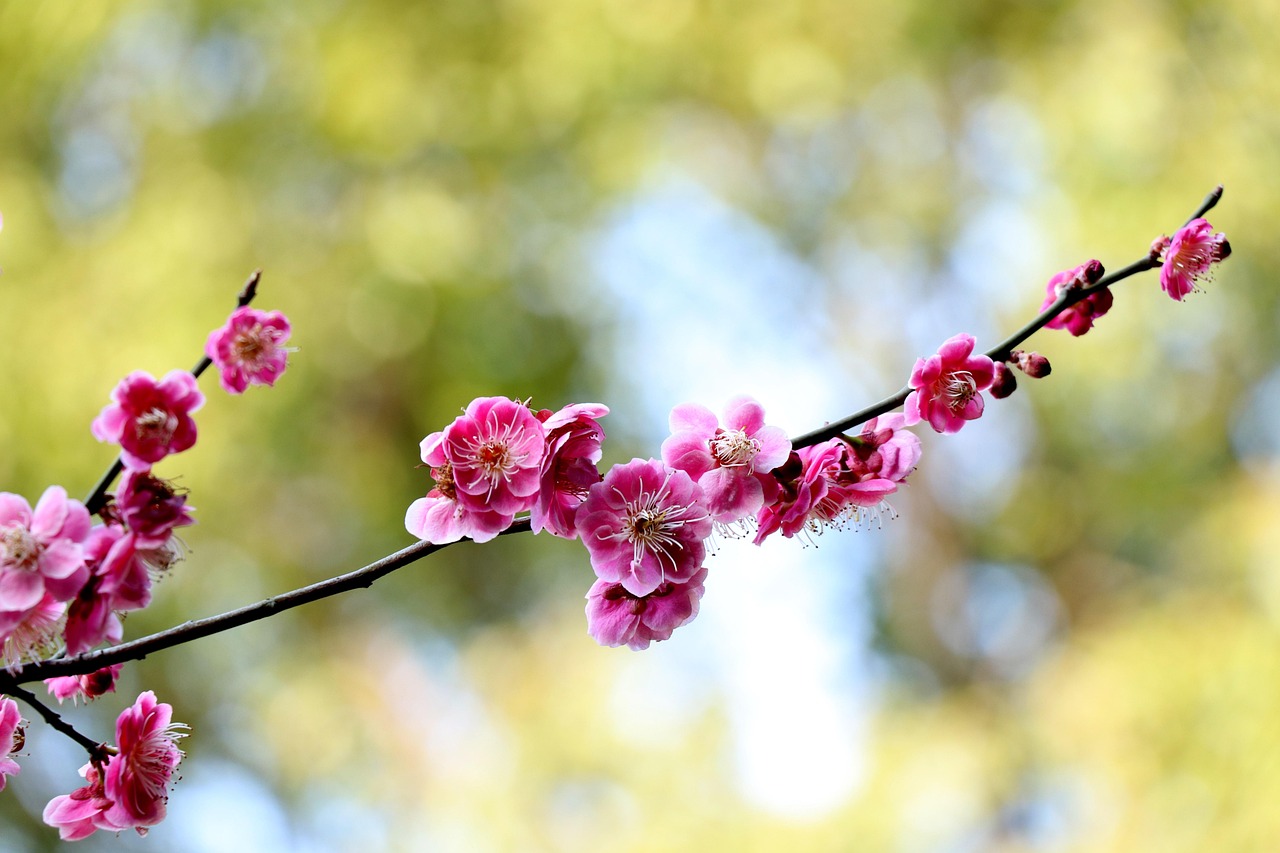 电视局梅花儿香，荧屏绽放的芬芳之作
