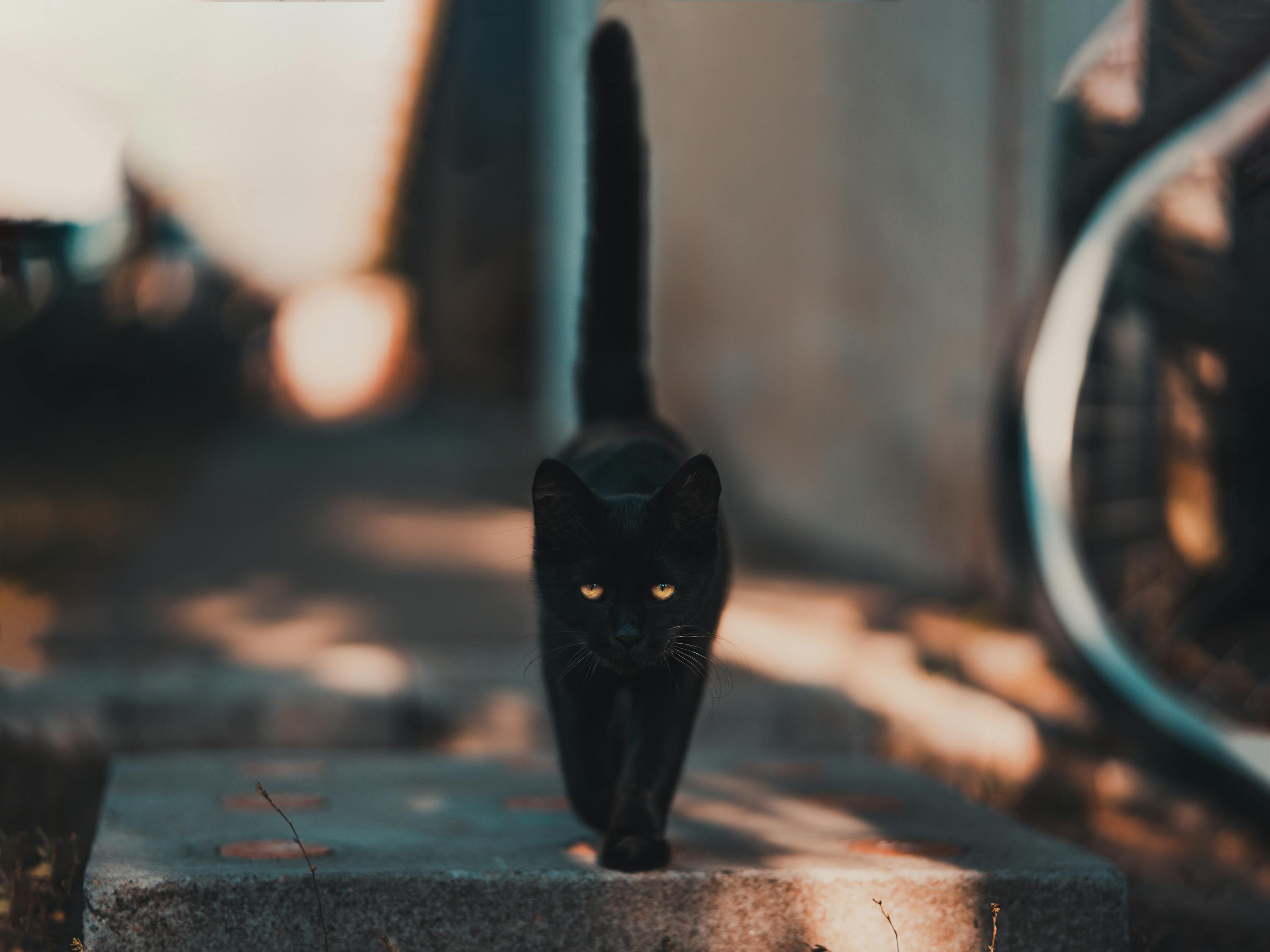 探索四月橘猫动漫，一部温暖人心的作品