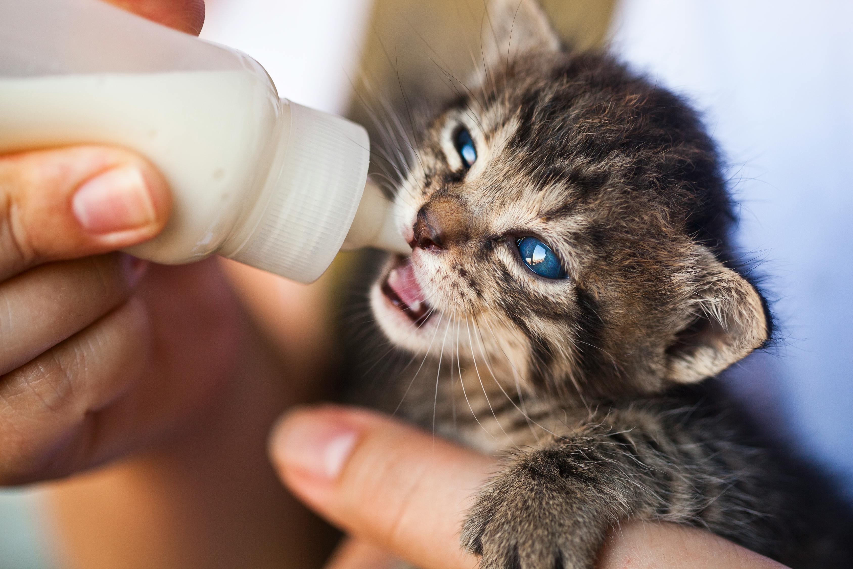 猫咪最新网站综述，猫咪爱好者的乐园，4月最新资讯大揭秘
