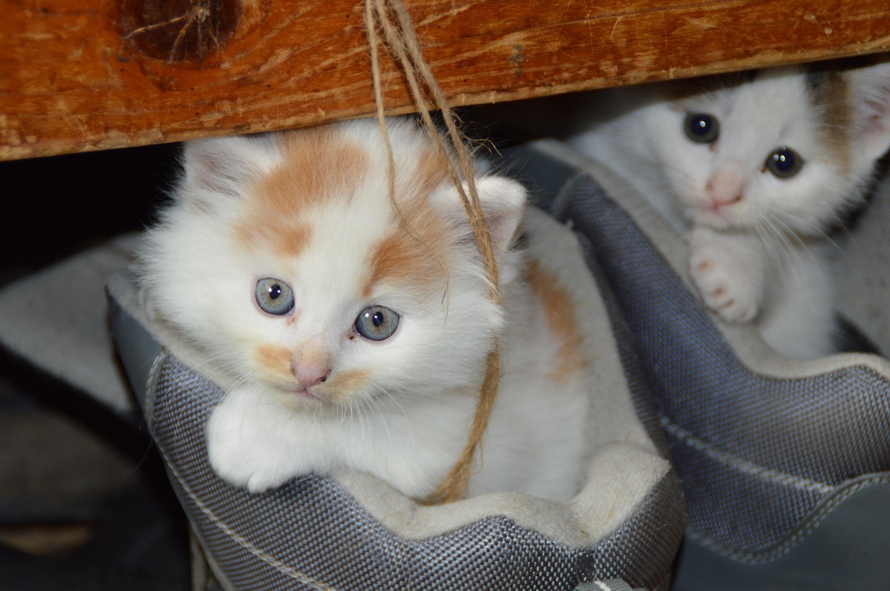 5月快猫最新版下载全解析，功能特色与体验深度解读